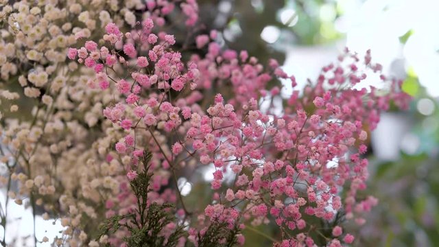 Bouquet of pink and white gipsofila flower. Assortment of flower shop for decoration and congratulation