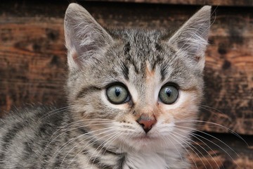 beautiful tricolored kitten head portrait in front of a wooden wall