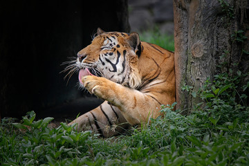 The tiger (Panthera tigris) is the largest species among the Felidae and classified in the genus Panthera. It is most recognisable for its dark vertical stripes on orangish-brown fur