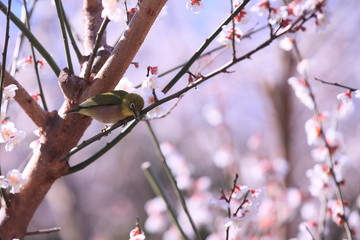 梅の蜜を食べに来たメジロ