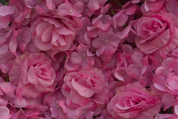 Dense artificial pink rose wall