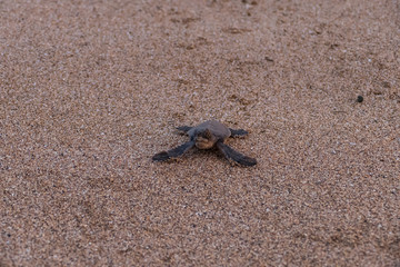 Hatched baby green sea turtle (Chelonia mydas) in the sand on its way into the indian ocean comoros islands
