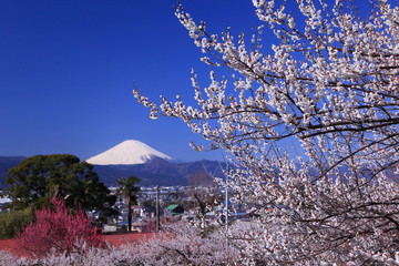 満開となった白梅と富士山
