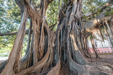 Impressive Ficus macrophylla tree commonly called Moreton Bay fig in Garibaldi park in Palermo, Sicily Island in Italy