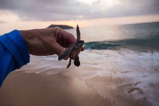 Baby green sea turtle (Chelonia mydas) in the hand after hatching on the comoros island moheli