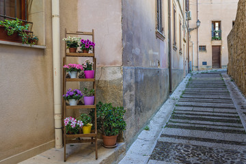 Flowers in historic part of Salemi, small town located in Trapani Province of Sicily Island in Italy