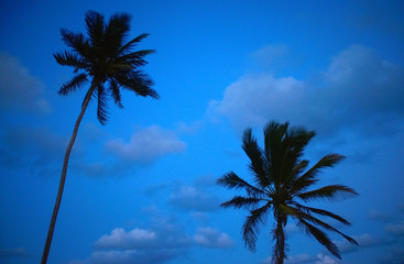 palm trees on a background of clouds