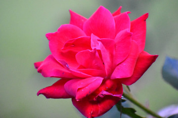 A Close up Shot of a Pink Rose