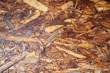 roots of tree