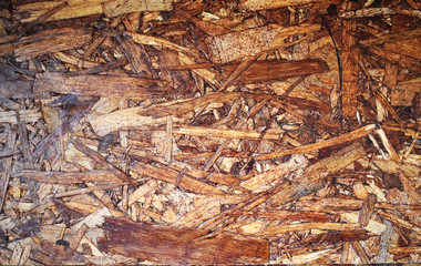 texture of birch bark of a tree