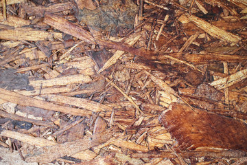 autumn leaves on the ground