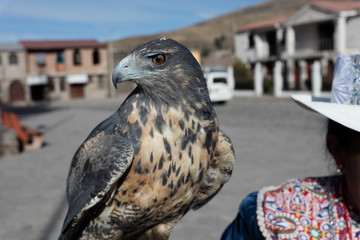 Peruvian woman with hawk