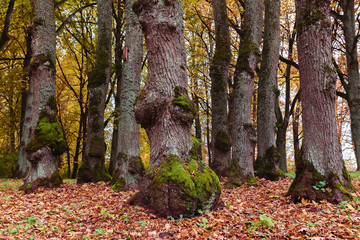 colorful autumn is in the park, large tree trunks with interesting trunk formation at the bottom, in some places growing moss; focus and sharpness in certain areas