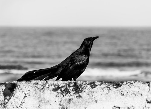 black raven called Maria Mulata on a ledge
