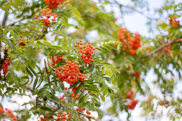 Vogelbeere – Sorbus Aucuparia