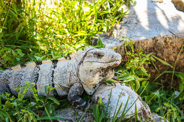 Leguan in Mexico