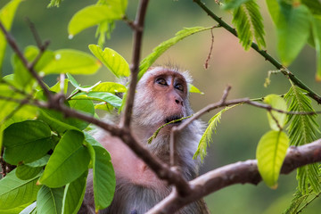 Monkey in Thailand