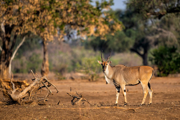 Common eland bull  in Mana Pools National Park in Zimbabwe