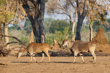 Naklejka na ściany i meble Common eland bull walking after a female trying his luck for mating in Mana Pools National Park in Zimbabwe