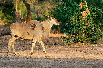 Fototapeta premium Common eland bull with red-billed oxpecker in Mana Pools National Park in Zimbabwe