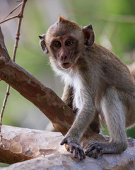 Monkey in Thailand