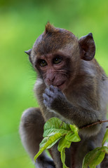 Monkey in Thailand