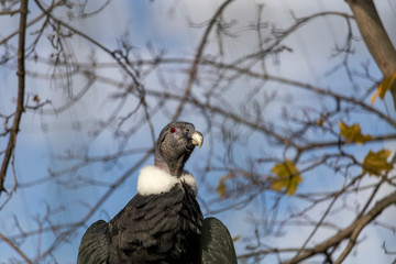 Condor des Andes, Amérique du Sud, Zoo de Granby, Québec Canada
