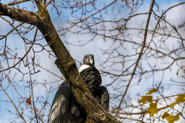 Condor des Andes, Amérique du Sud, Zoo de Granby, Québec Canada