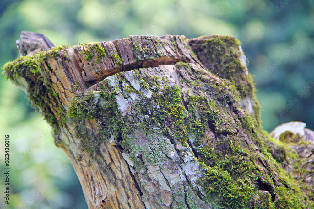 Canvas Prints tree trunk