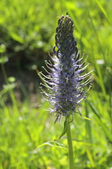 Hallers Rapunzel, Phyteuma ovatum