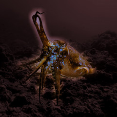 octopus - underwater photo from a scuba dive in Phi Phi Islands in Thailand