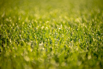 Fresh green grass with dew drops in sunshine on auttum and bokeh. Abstract blurry background. Nature background. Texture. copy space.