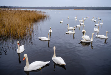 large flock of white swans swimming in lake