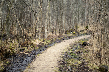 empty dirty gravel dirt road in forest