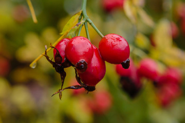 Red berries of dogrose in autumn garden. Rosehip fruit with water drops on the background of the autumn garden