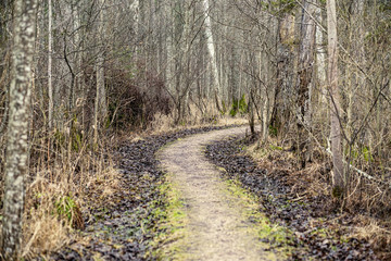 empty dirty gravel dirt road in forest