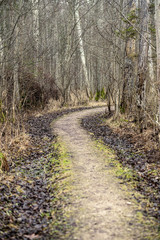 Fototapeta premium empty dirty gravel dirt road in forest
