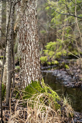 old dry tree trunk stomps laying in forest