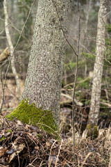 old dry tree trunk stomps laying in forest
