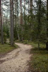 empty dirty gravel dirt road in forest