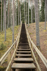 Obraz premium bridge over the river in forest