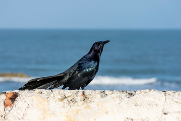crow on rock cartagena colombia