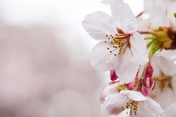 Sakura with rain drop