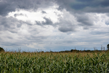Crops growing on field against sky