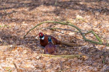Close up low level view of Male Pheasant Pheasants on brown leaf background