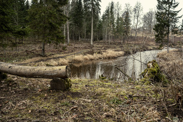 picturesque river in forest in autumn