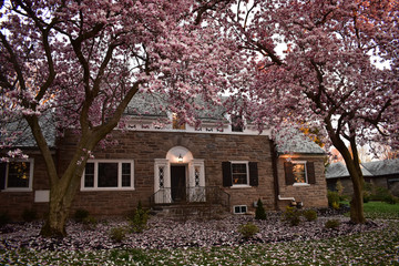 A Large Home With Pink Petal Trees Out Front