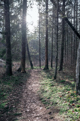 empty dirty gravel dirt road in forest