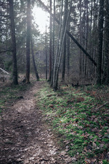 empty dirty gravel dirt road in forest