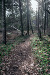 empty dirty gravel dirt road in forest